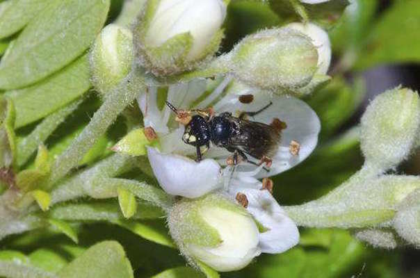 Click to enlarge native hawiian bees endangered
