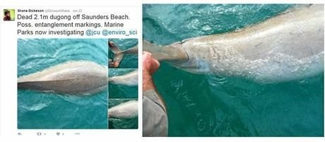 dugong