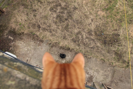 Click to enlarge Cats