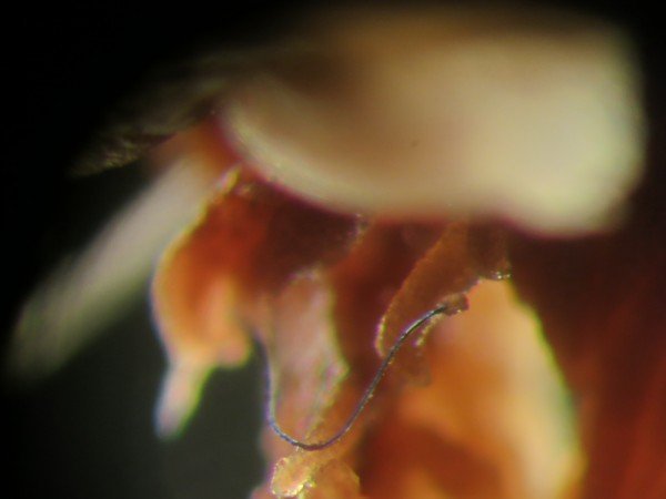Click to enlarge Microplastic fibre inside sea pen polyp.