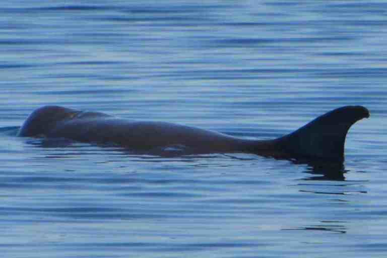 Dwarf Sperm Whale