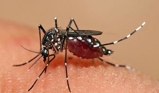 GE mosquito