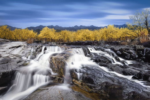 Click to enlarge golden trees(Cornus) waterfall after rain
