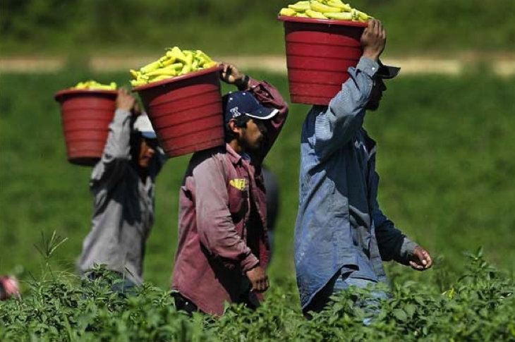 Click to enlarge U.S. migrant labor