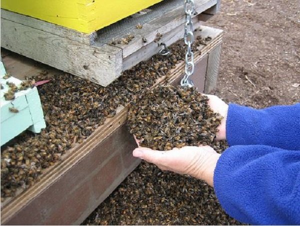 Click to enlarge dead bees
