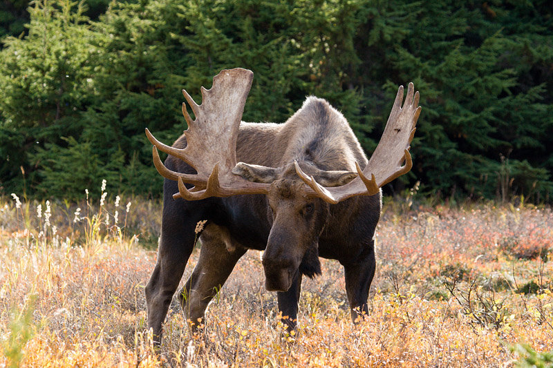 Moose