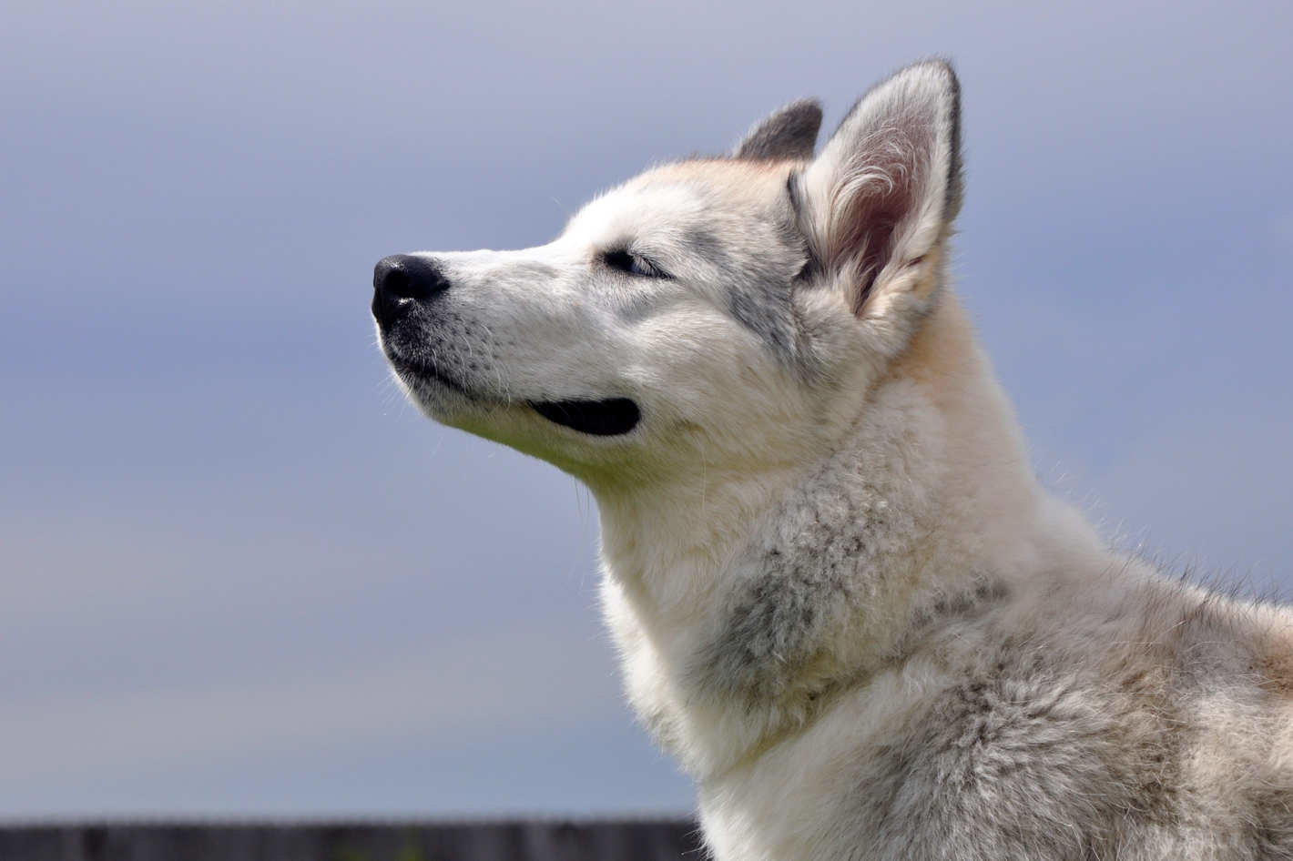 siberian husky