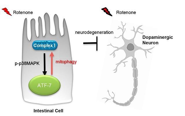 Click to enlarge intestinal cell diagram