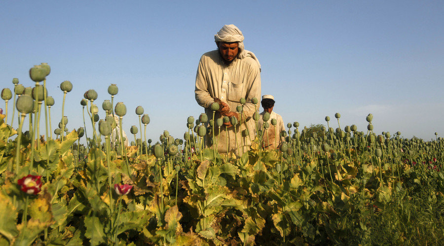 Click to enlarge poppy field
