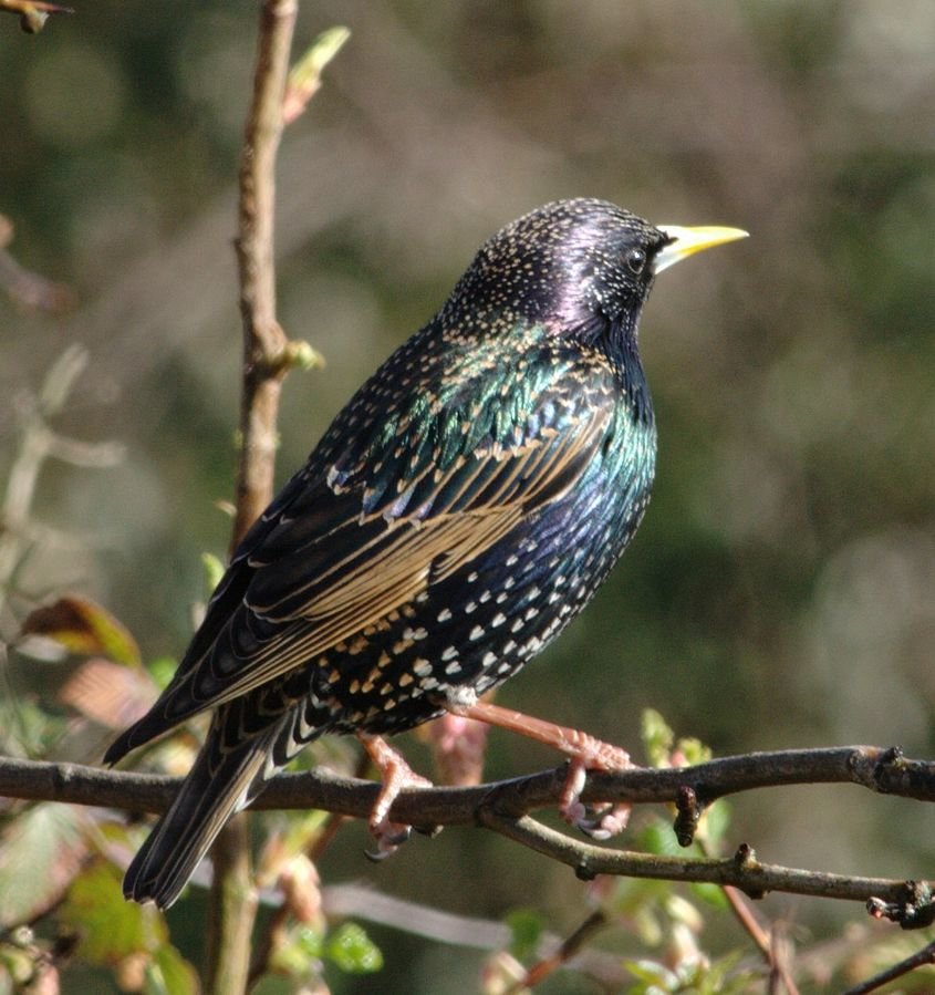 Starling 