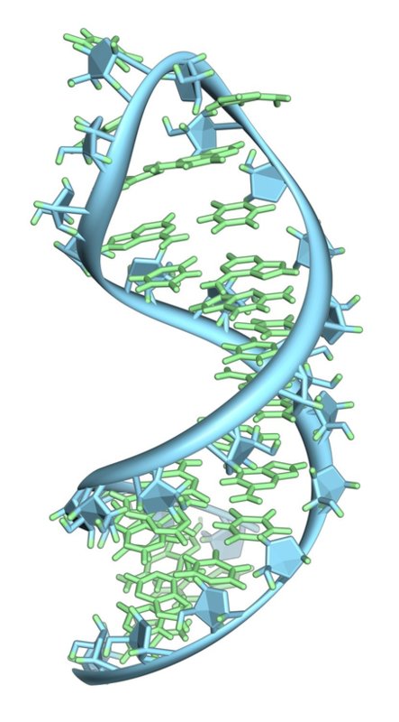 RNA Strand