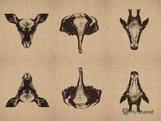 Click to enlarge Reflections animals