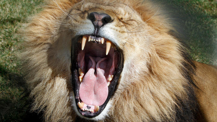 Yawning Lion
