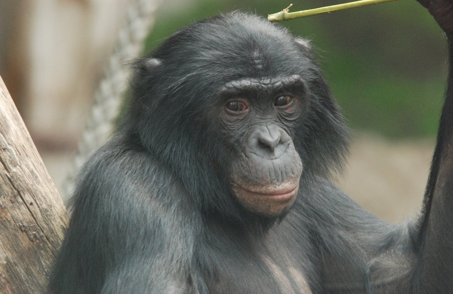 bonobo
