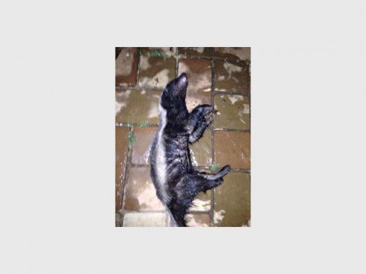 Dead honey badger
