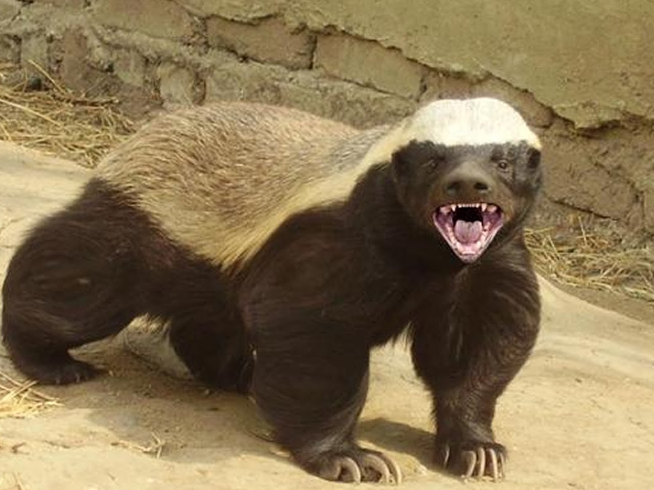 Click to enlarge Honey badger