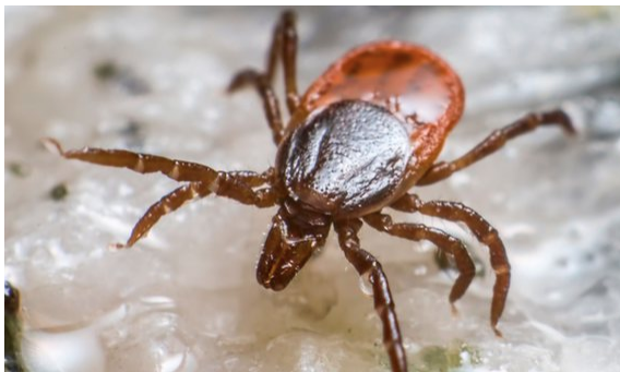 Click to enlarge tick allergy