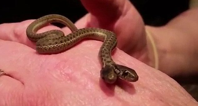 Sword swallower, Brad Byers, found the two-headed reptile slithering around the parking lot of the University of Idaho campus on September 16