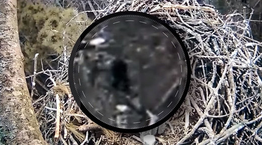 Bigfoot webcam footage