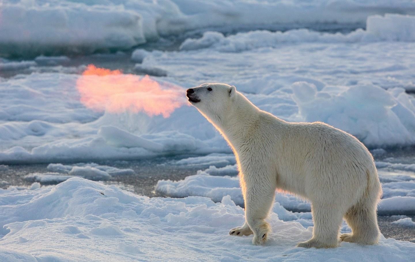 arctic polar bear