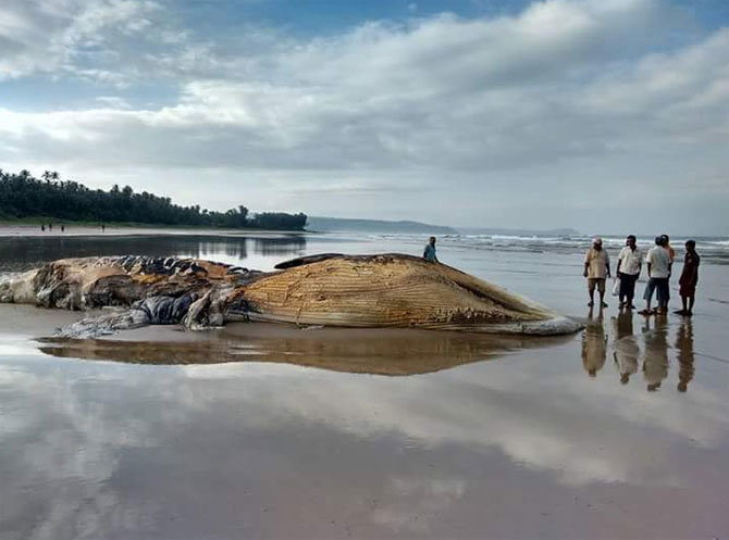 Dead Bryde's whale.