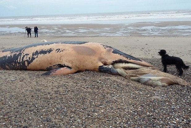 Minnie the dog surveys a whale has washed up on a beach between Hornsea and Mappleton