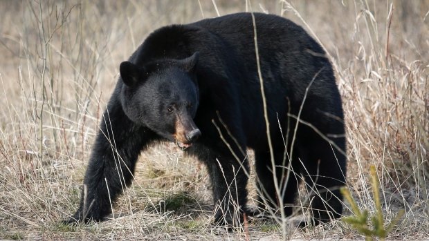 Officials say a black bear wandered onto a property in Squamish, B.C., and attacked two residents.