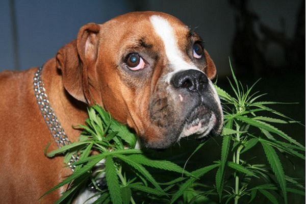 dog with marijuana plant