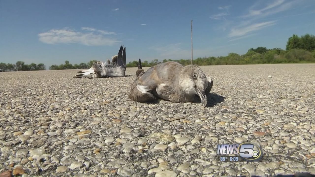 Dead bird mystery at Weeks Bay