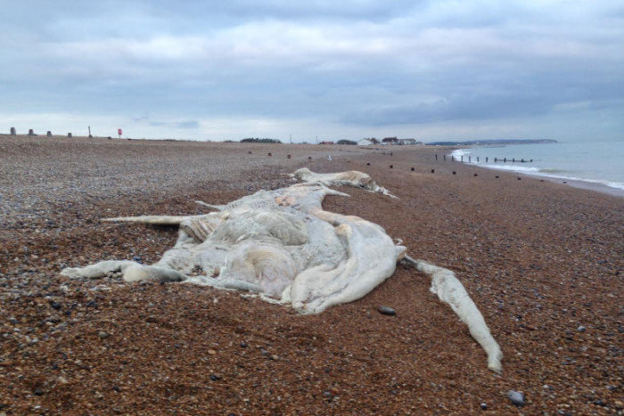 The remains of the 50ft whale.