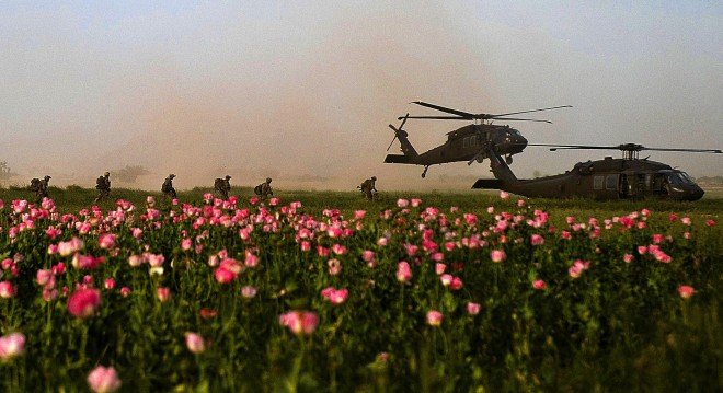 afghanistan poppy field