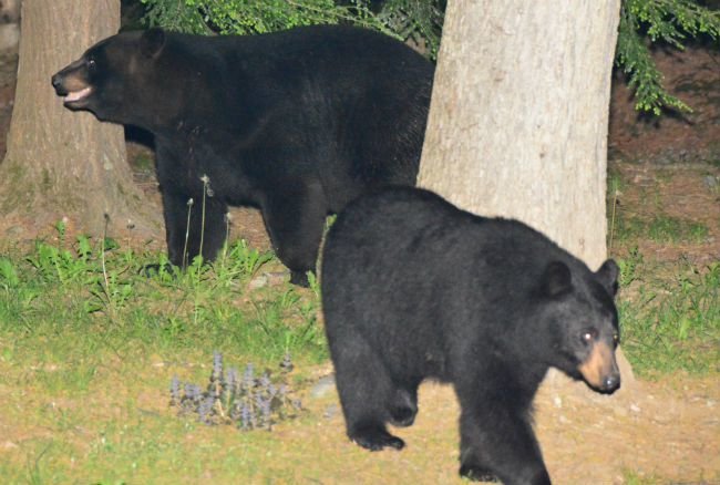 Black bears