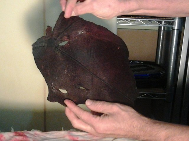 Click to enlarge A scrap of shark-attack victim Joseph Tanner’s wet suit shows the punctures from shark teeth.
