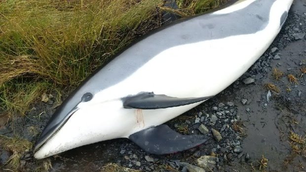 Seven dolphins, including this one, died onshore in Boyd's Cove after possibly becoming disoriented by storm conditions during Hurricane Matthew. 