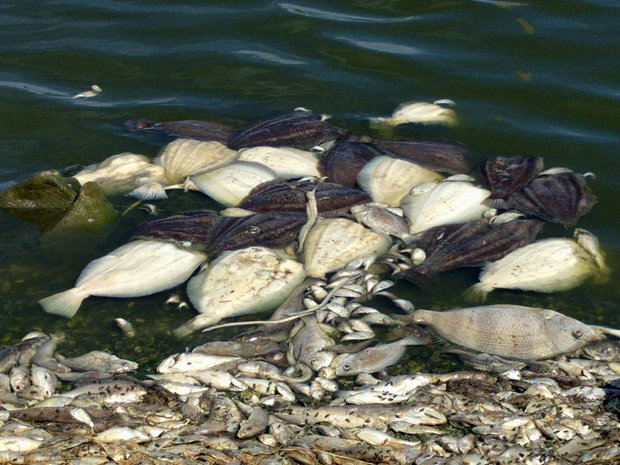 Aaron LaRose found a whole lot of dead fish while trying his luck on Poine aux Chenes Wildlife Management Area this weekend.