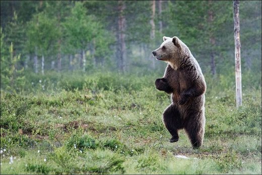 Click to enlarge Brown Bear