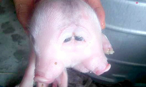 Click to enlarge The two-headed piglet.