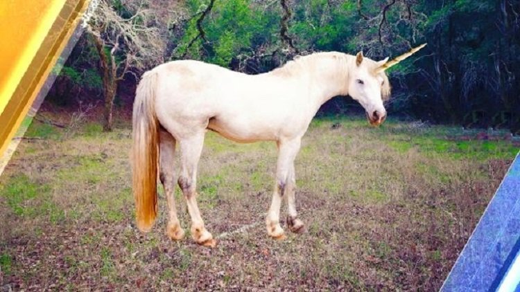 real unicorn dinosaur