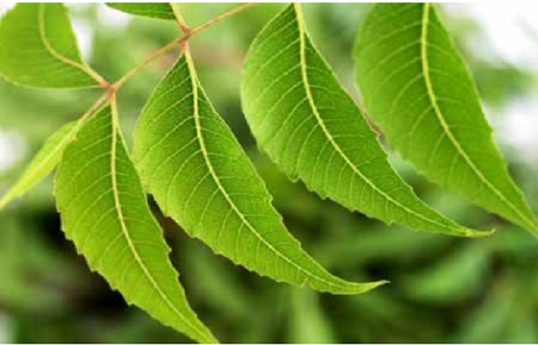 Click to enlarge neem leaves