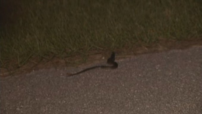 Click to enlarge Snake on a road