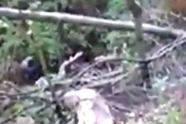 Click to enlarge The bear attacks the man after he runs over to inspect it when it falls from a tree after being shot