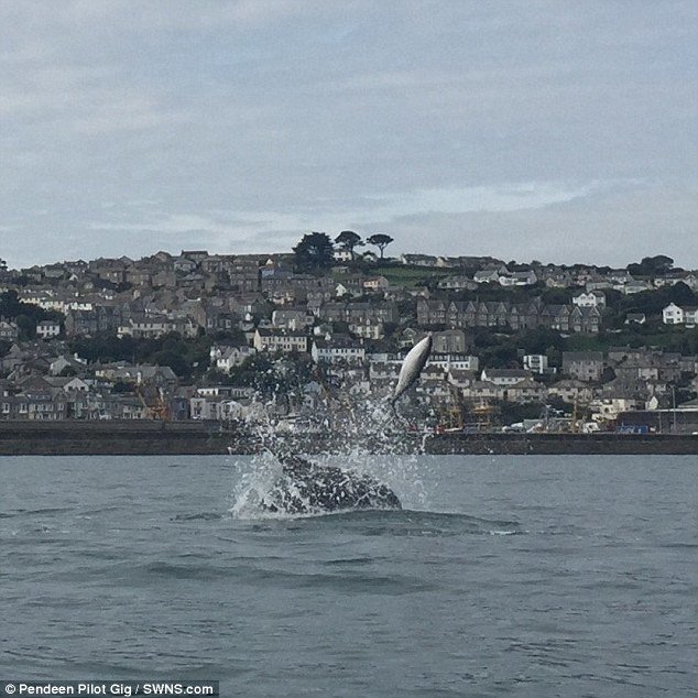 Click to enlarge These stunning pictures show a porpoise being killed as it is tossed into the air - by dolphins