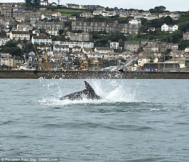 Click to enlarge Stunned rowers came across the scene while out on the water for a social Sunday exercise and initially thought they had witnessed a dolphin giving birth