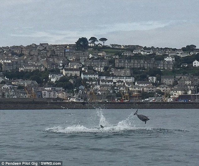 But after posting their pictures on Facebook, experts said it was bottlenose dolphins attacking a harbour porpoise just off Newlyn Harbour in Cornwall