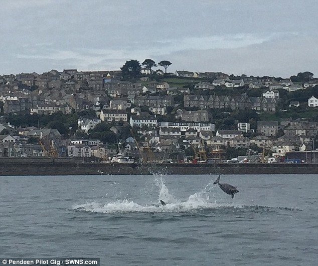 Click to enlarge But after posting their pictures on Facebook, experts said it was bottlenose dolphins attacking a harbour porpoise just off Newlyn Harbour in Cornwall