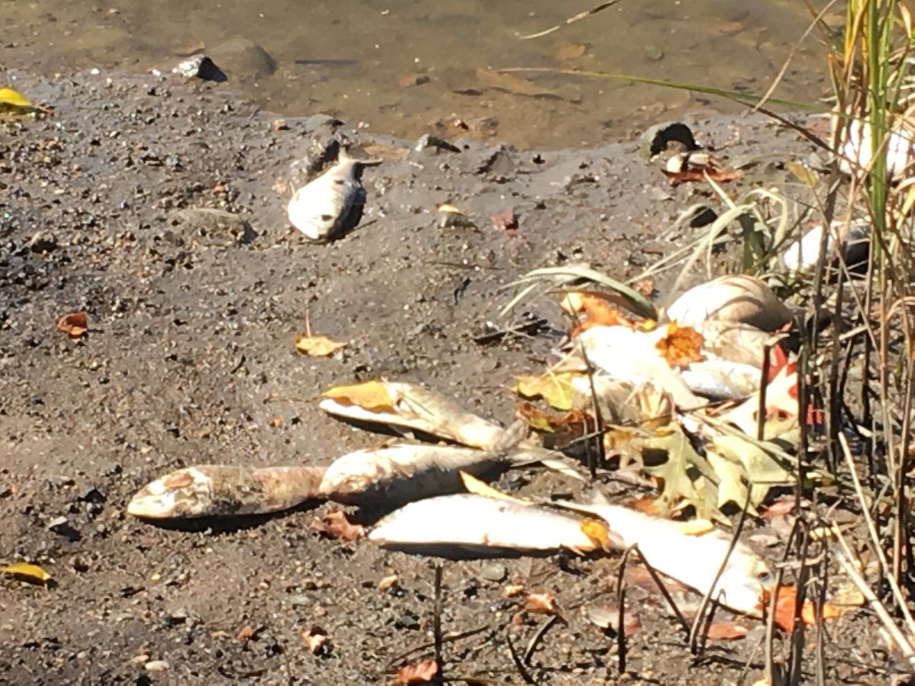 Dead fish
