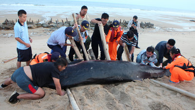 Dead Blainville's beaked whale 