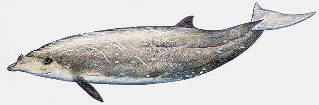 Blainville's beaked whale