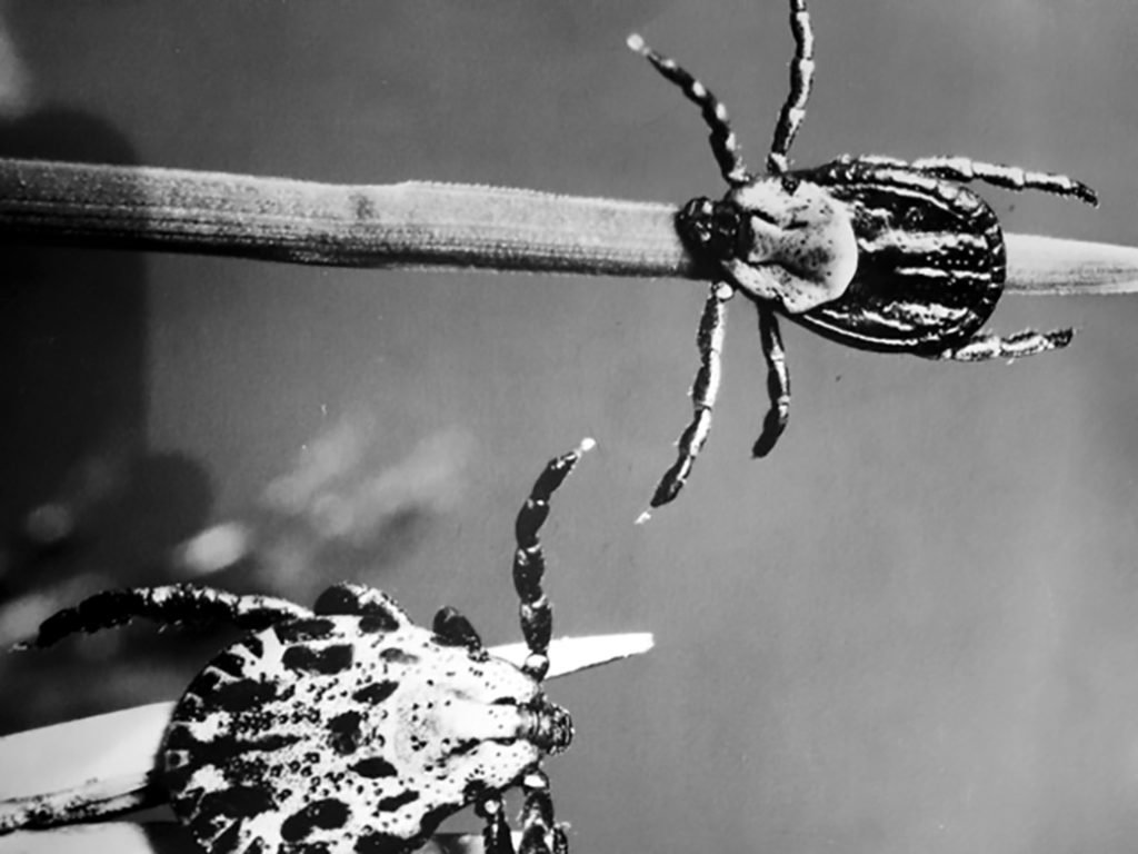 Click to enlarge Ticks pic