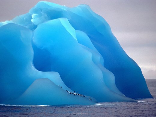 Click to enlarge Penguins
